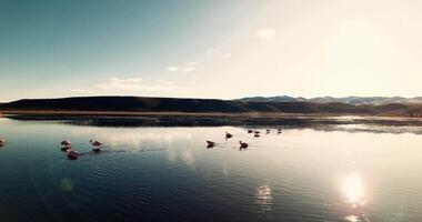 Beautiful flamingos walking in the lake, aerial view video