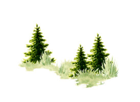 acquerello illustrazione di un' naturale paesaggio elemento. foresta natura scena con verde erba, conifero alberi, abete rosso, abete, pino. per comporre composizioni su il tema di foresta, turismo, viaggio. png