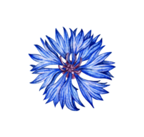 acuarela ilustración de azul florecimiento de maíz flor. botánico composición elemento aislado desde antecedentes. adecuado para productos cosméticos, aromaterapia, medicamento, tratamiento, cuidado, diseño, cocinando, png