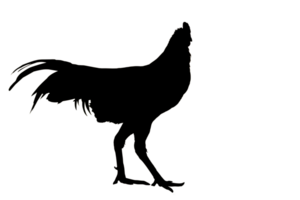 silhouette pollo trasparente png