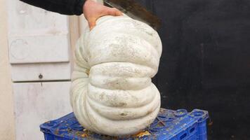 man cutting pumpkin in half with knife video