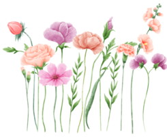 ritad för hand vattenfärg illustration ClipArt av detaljerad vår vild äng kompostioner samling blommig arrangemang hälsning kort bröllop inbjudan elegant eterisk natur png