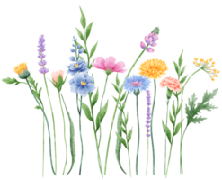 Handdrawn watercolor illustration clipart of detailed Spring Wildflowers meadow compostions collection Floral arrangements greeting cards wedding invitation Elegant ethereal nature png