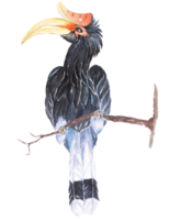 hornbill illustration målad med akvarell.hand söt fågel med akvarell.fjäderfä levande i ferny tempererad regnskog.vilda djur boka. png