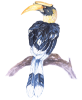 Nashornvogel Illustration gemalt mit aquarell.hand süß Vogel mit Aquarell.Geflügel Leben im ferny gemäßigt Regenwald.Wildtiere Reservieren. png