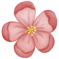 flores acuarela elementos png