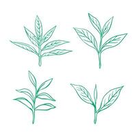 Green Tea leaf and outline vector