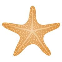 Starfish element of sea underwater inhabitant isolated without background vector