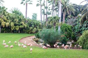 Pink flamingos against green background photo