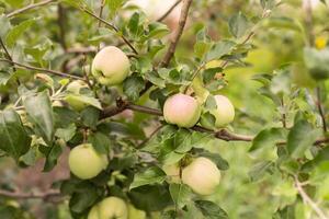 Autumn day. Rural garden. In the frame ripe red apples on a tree. Ukraine photo