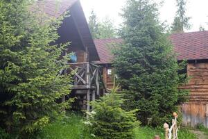 wooden house in the forest photo