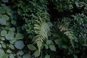 Summer green texture hundreds of ferns. Green fern tree growing in summer. Fern with green leaves on natural background. Natural floral fern background. photo