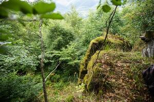 Green mountain forest in scenic Carpathian mountains, Ukraine photo