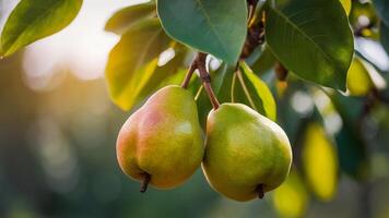 ripe juicy pear in a basket in the garden close-up photo