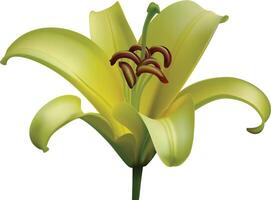 Plink lily flower isolated on white background. Realistic illustration. vector