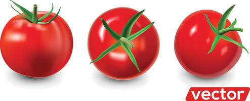 Ripe red tomatoes set. realistic isolate illustration. vector