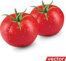 Fresh red tomato vegetables. Tomato slice isolated on white. Tomato organic food realistic illustration vector