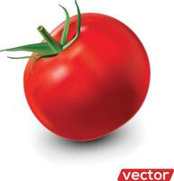 Tomato isolated on white. Realistic illustration of big ripe red fresh tomato isolated on white background vector