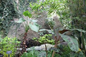 lozano verde tropical plantas creciente en un jardín foto