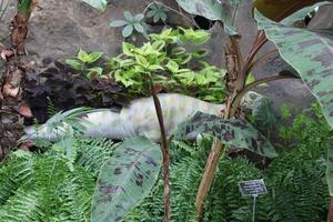 Lush Green Tropical Plants Growing In A Garden photo