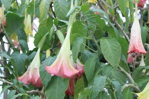 rosado trompeta arbusto en lleno floración foto