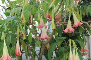 rosado trompeta arbusto en lleno floración foto