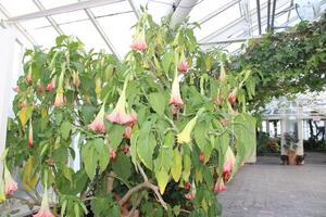 rosado trompeta arbusto en lleno floración foto