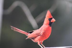 brillante rojo masculino cardenal fuera en naturaleza foto