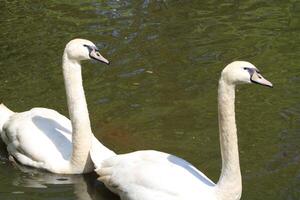 Large White Swans Swimming In A Pond photo