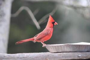 Bright Red Male Cardinal Out In Nature photo