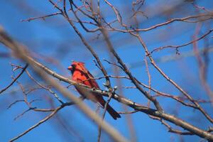 brillante rojo masculino cardenal fuera en naturaleza foto