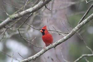 brillante rojo masculino cardenal fuera en naturaleza foto