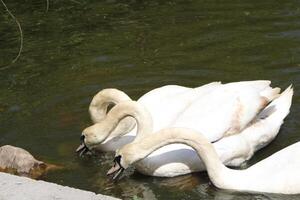 Large White Swans Swimming In A Pond photo