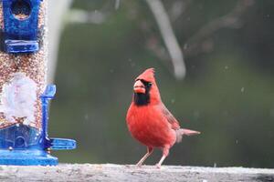 brillante rojo masculino cardenal fuera en naturaleza foto