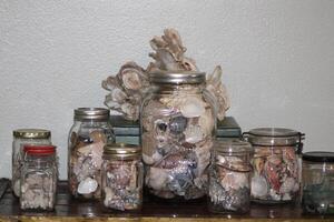 Sea Shells Displayed In Glass Jars photo