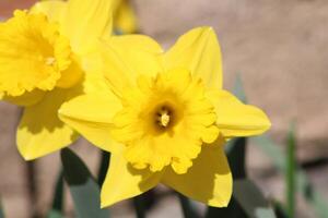 Yellow Daffodils In A Flower Bed Showing Full Bloom photo