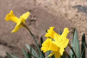 Yellow Daffodils In A Flower Bed Showing Full Bloom photo