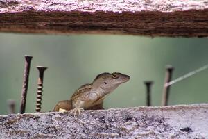 Lizard Hanging Out In The Garden On A Bright Sunny Day. photo