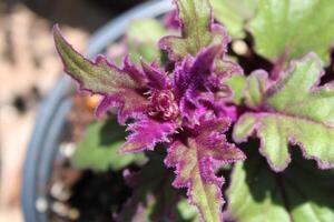 Beautiful Multiple Colored Flowers Growing In A Garden photo