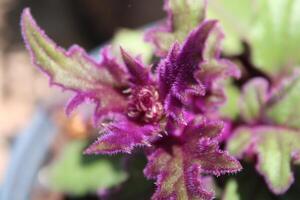 Beautiful Multiple Colored Flowers Growing In A Garden photo