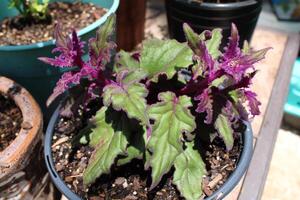 Beautiful Multiple Colored Flowers Growing In A Garden photo