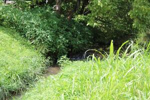 Landscape Around A Creek In Gatlinburg Tennessee photo