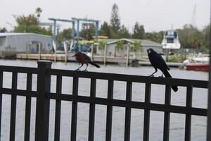 Common Grackle Hanging Out On The Sponge Docks In Tarpon Springs Florida. photo