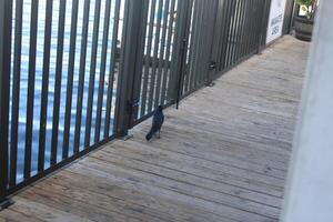 Common Grackle Hanging Out On The Sponge Docks In Tarpon Springs Florida. photo