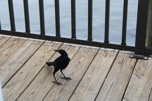 Common Grackle Hanging Out On The Sponge Docks In Tarpon Springs Florida. photo