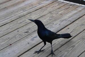 Common Grackle Hanging Out On The Sponge Docks In Tarpon Springs Florida. photo