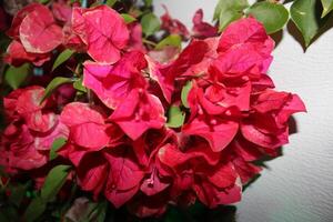 caliente rosado sangrado corazón planta en lleno floración sentado en un patio foto