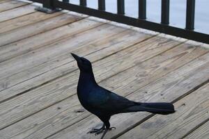 Common Grackle Hanging Out On The Sponge Docks In Tarpon Springs Florida. photo