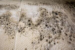 close up of danger black mold on bed sheet material photo