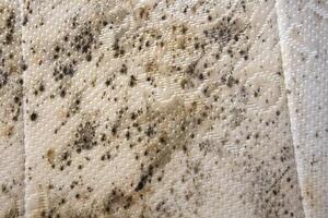 close up of danger black mold on bed sheet material photo